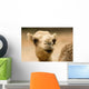one hump camel or ship of the desert Wall Mural