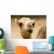 one hump camel or ship of the desert Wall Mural