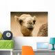 one hump camel or ship of the desert Wall Mural