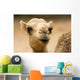 one hump camel or ship of the desert Wall Mural