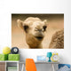 one hump camel or ship of the desert Wall Mural