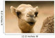 one hump camel or ship of the desert Wall Mural