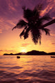 Sun Coated Seychelles