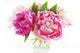 Pink Peonies