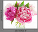 Pink Peonies