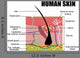 Human Skin