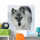 Gray Wolf Wall Mural