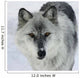 Gray Wolf Wall Mural