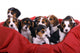 Nine Small Beagle Puppies in Basket Wall Decal