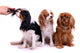 three Sitting Dog Grooming in Wall Decal