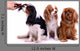 three Sitting Dog Grooming in Wall Decal