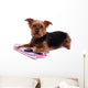 Lying Dog Yorkshire with Wall Decal