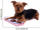 Lying Dog Yorkshire with Wall Decal