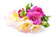Freesia Flowers