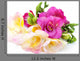 Freesia Flowers