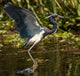 Tricolored Heron Skimming Water Wall Mural