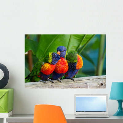 Multicolored Parrots Loris Swanson shown on a wall