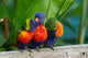 Multicolored Parrots Loris Swanson
