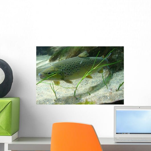 Brown Trout in an Aquarium Wall Mural