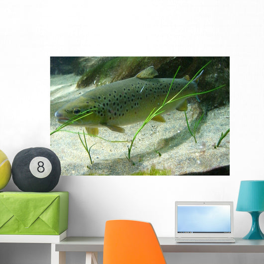 Brown Trout in an Aquarium Wall Mural