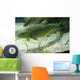 Brown Trout in an Aquarium Wall Mural