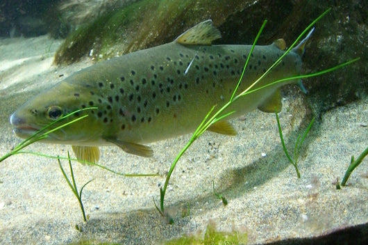 Brown Trout in an Aquarium Wall Mural