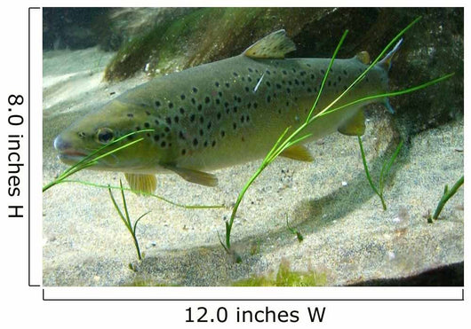 Brown Trout in an Aquarium Wall Mural