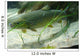 Brown Trout in an Aquarium Wall Mural