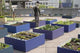 Rooftop Garden South Bank Wall Decal