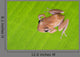 Caribbean Coqui Leaf Frog