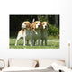 Three Beagle Dogs Together