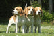 Three Beagle Dogs Together