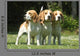 Three Beagle Dogs Together