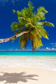 Seychelles Beach Coconut