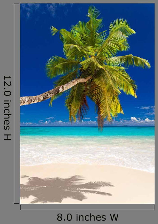 Seychelles Beach Coconut
