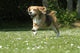 Beagle Galloping
