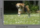 Beagle Galloping