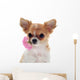 Chihuahua puppy and pink Wall Decal