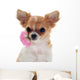 Chihuahua puppy and pink Wall Decal