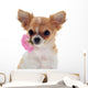 Chihuahua puppy and pink Wall Decal