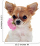 Chihuahua puppy and pink Wall Decal