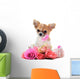Chihuahua puppy and pink Wall Decal