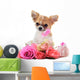 Chihuahua puppy and pink Wall Decal