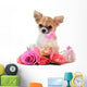 Chihuahua puppy and pink Wall Decal