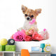 Chihuahua puppy and pink Wall Decal