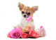 Chihuahua puppy and pink Wall Decal