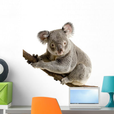 Koala Wall Decal shown on a wall