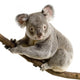 Koala Wall Decal