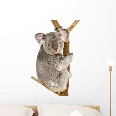 Koala Wall Decal shown on a wall