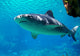 Shark Approaching Wall Decal